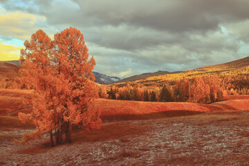 特斯拉x价格/特斯拉x价格走向